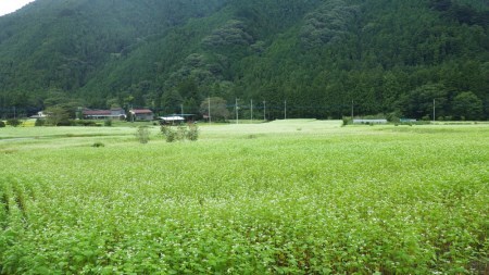 日光産十割乾麺蕎麦 (6袋) そばつゆ付｜十割蕎麦 十割そば 麺 国産 栃木県産 [0252]