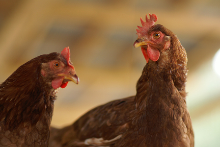 白身も美味い！平飼い新鮮卵「鬼怒」40個 [0280]