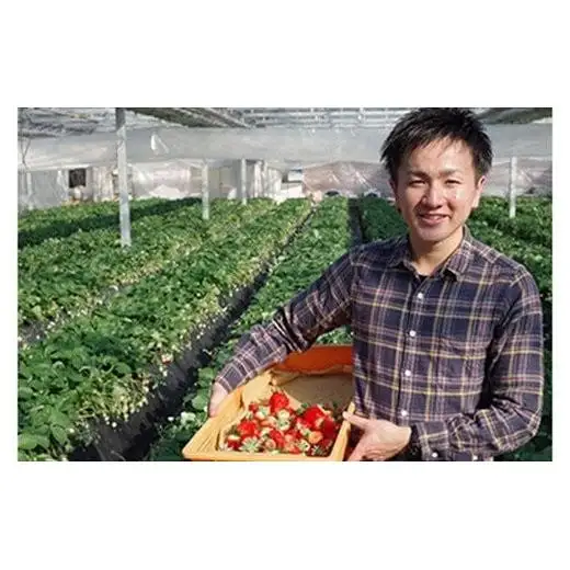 [先行予約] [4ヶ月連続定期便] 人気のいちご4品種お届け定期便 (毎月1品種お届け 計4回) 澳原いちご農園 | とちあいか とちおとめ スカイベリー ミルキーベリー 栃木県産 期間限定 数量限定