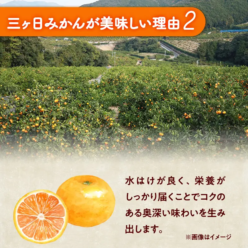 三ヶ日みかん 青島 6kg L～2L 青島みかん みかん 蜜柑 ミカン 果物