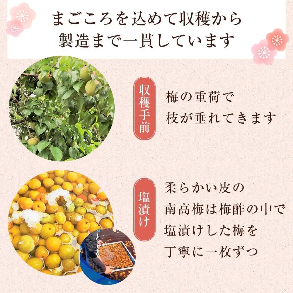 まごころ梅 はちみつ味 5Lサイズ 380g 個包装