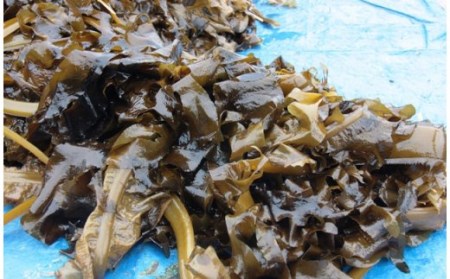 国東半島の天然お刺身わかめ（1kg）_051Z
