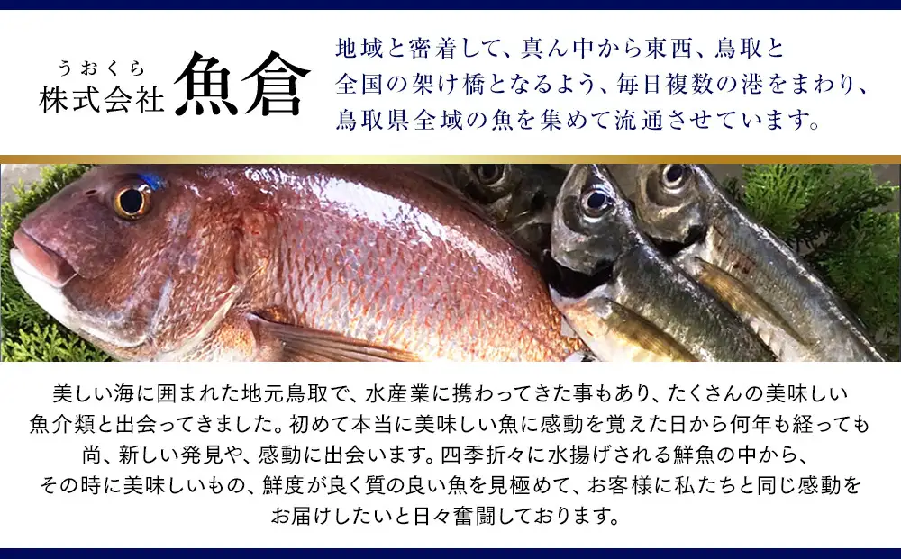 【早期受付】【ボイル】足1本なし 訳あり 松葉ガニ 中1枚（700g前後）※着日指定不可※2026年11月上旬頃から順次発送予定 | カニ 松葉ガニ