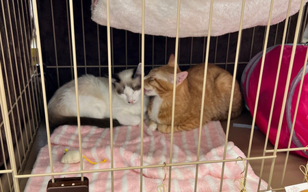 保護猫 活動支援 寄付額100,000円 | 保護猫 支援
