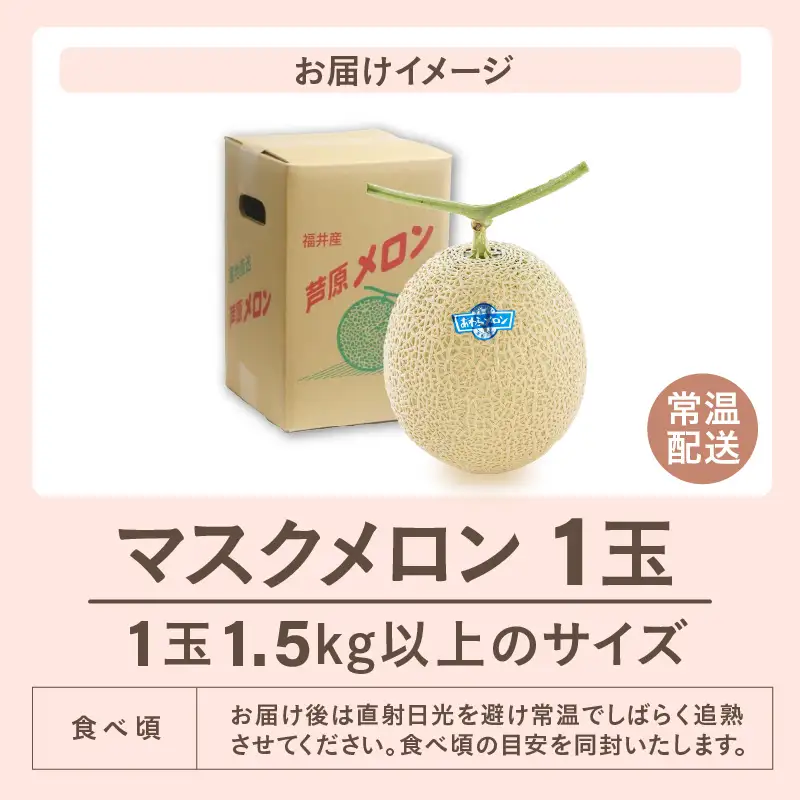【先行予約】青肉マスクメロン（1.5kg以上 1玉入）味も見た目も抜群！アールスメロン  / あわら 期間限定 果物 フルーツ 産地直送 青肉 人気 ギフト 贈答 ※2026年7月上旬より順次発送  [aw039-a015]