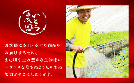 【先行予約】 高級いちご恋みのり約800g(200g×4)有機栽培いちご苺イチゴZBB006