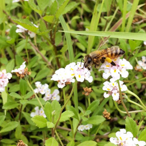 国産ハチミツ1kg　2本セット（013_5003）