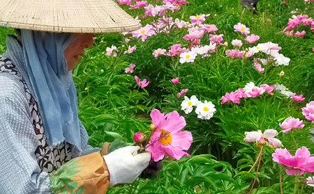 只見の養生茶2個セット お茶 芍薬の花 漢方薬局監修 ほうじハトムギ ナツメ シソ 当帰の葉 甘草 美味しさ 健康 