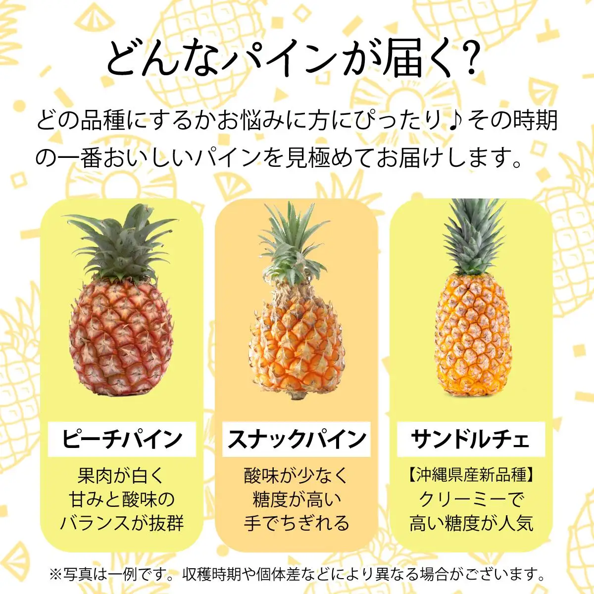 完熟 パインアップル 約3kg 