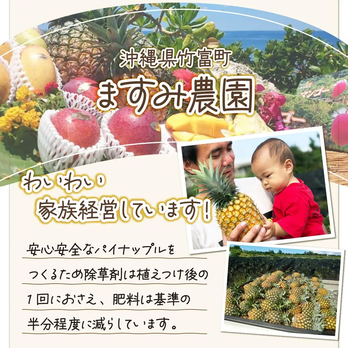 パイン ゴールドバレル 約3kg 