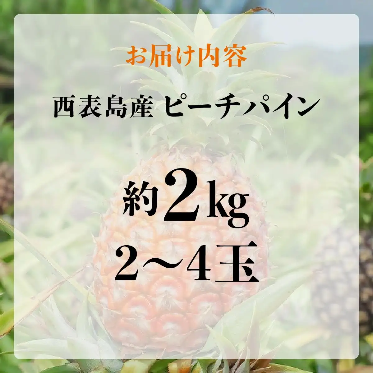 ピーチパイン2kg（2～4玉）