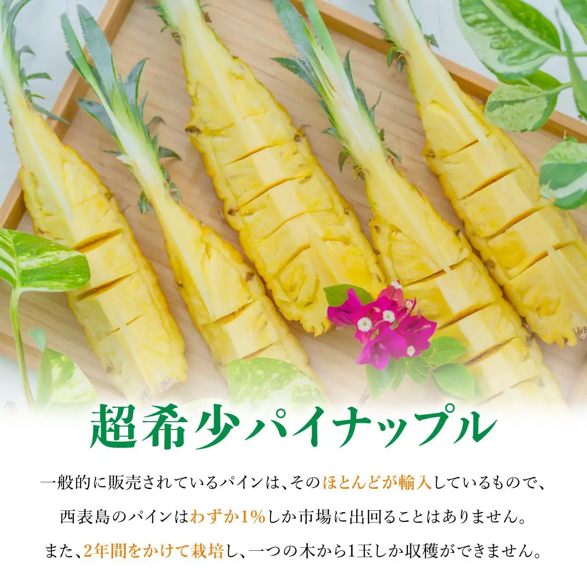 ちぎって食べるスナックパイン2kg（2～4玉）