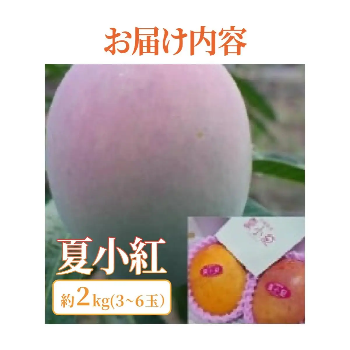 マンゴー 夏小紅 約2kg 