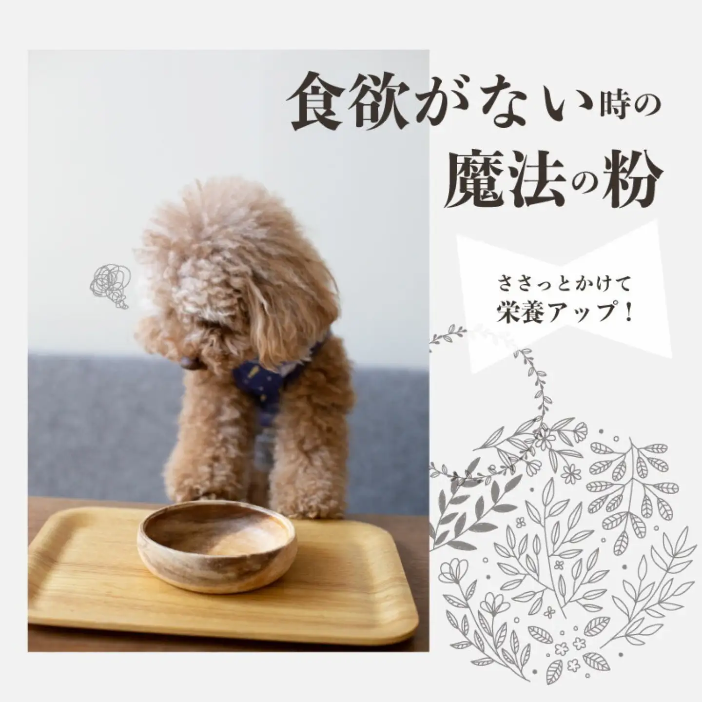 【歯のない子でも食べられる】シニア向け犬用おやつセット