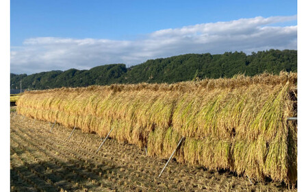 米 梨北米 コシヒカリ 5kg [梨北農業協同組合 山梨県 韮崎市 20743511]