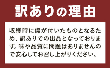 訳あり たけのこ水煮  計約1.6kg たけのこ