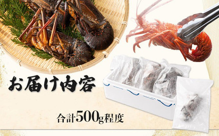 室戸産活冷伊勢海老【約５００g】