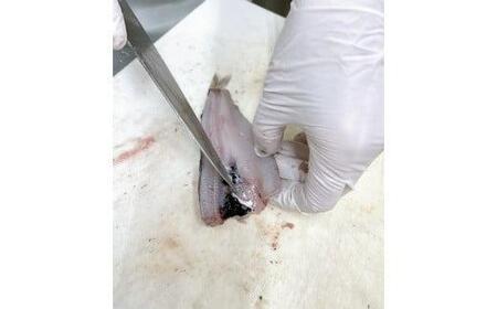 【魚屋の娘厳選】小名浜　メヒカリの開き干し