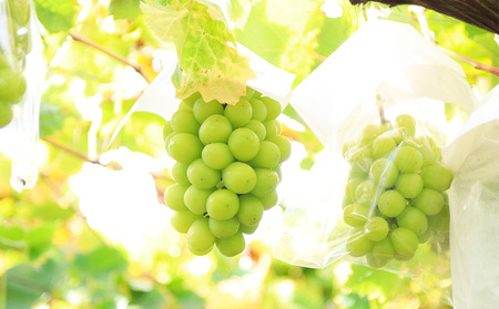 【定期便4回】イチオシフルーツ！やまがた宝箱A FZ25-823