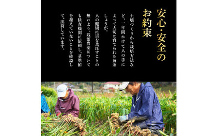 【高知県産】黄金しょうが 2kg　