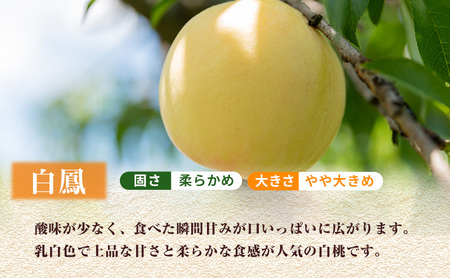 【2026年 先行予約】桃 岡山県産 岡山 白桃 2種 食べ比べ プラン 2回 コースA ( 白鳳 ・ 清水白桃 各1.5kg) 定期便 数量限定 期間限定 里庄町 モモ もも 《2026年7月上旬-8月上旬頃出荷》