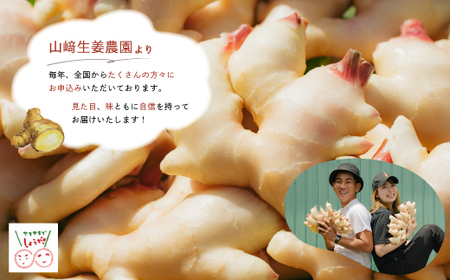 早期受付 期間限定 みずみずしさがたまらない 新生姜 約4kg【2026年5月下旬～9月上旬配送】高知県 高知 四万十市 四万十 しまんと 農作物 特産 しょうが 生姜 ショウガ 野菜 旬 新鮮 国産 先行 予約 ジンジャー 25-818