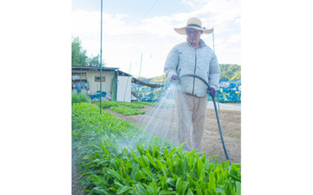 河南町新鮮アジア野菜「お試しセット」 No.331