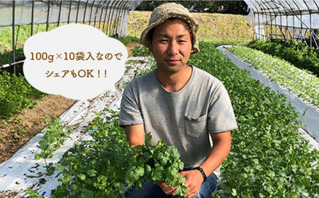 糸島産 パクチー 1kg （100g×10袋）糸島市 / MURA FARM [AFD002]