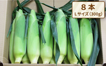 【先行受付】果物 みたいに 極甘 ！ 早朝 収穫 とうもろこし Lサイズ ( 300g )× 8本 【2026年6月中旬以降順次発送】《糸島》【有限会社ウラタ農園】 [ALI003]