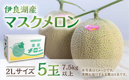 《先行予約》マスクメロン 5玉 伊良湖メロン男子