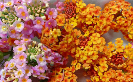 季節のエディブルフラワー100輪おまかせ 桂川町/NOGAMI FARM [ADAU002] 食用 花 食用花