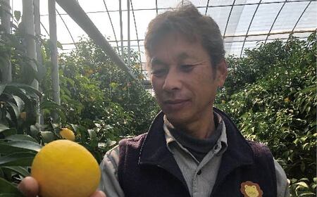 小夏 約 5kg 18～30個 高知県産 四万十市産 贈答用 ギフト 【 早期受付 数量限定 】先行 予約 ハウス栽培 こなつ コナツ 柑橘 フルーツ 果物 高知県 高知 四万十市 四万十 しまんと 【 2026年5月下旬～6月下旬発送】25-1063