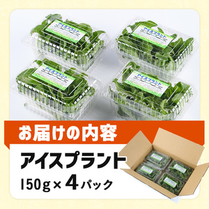 ＜先行予約受付中！12月中旬以降お申し込み順に発送予定＞アイスプラント(計約600g・150g×4パック)野菜 葉物野菜 葉野菜【114800201】【公益社団法人 あじむ農業公社】