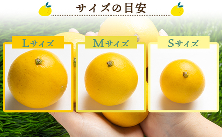 【2027年出荷分】小夏 (日向夏) 小夏 2.5kg ギフト用 kd-0031