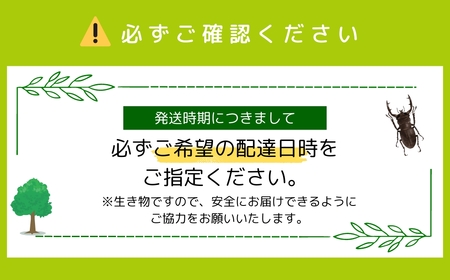 【先行予約】 オオクワガタペア 飼育 セット 65mm～ 福島県 田村市 田村