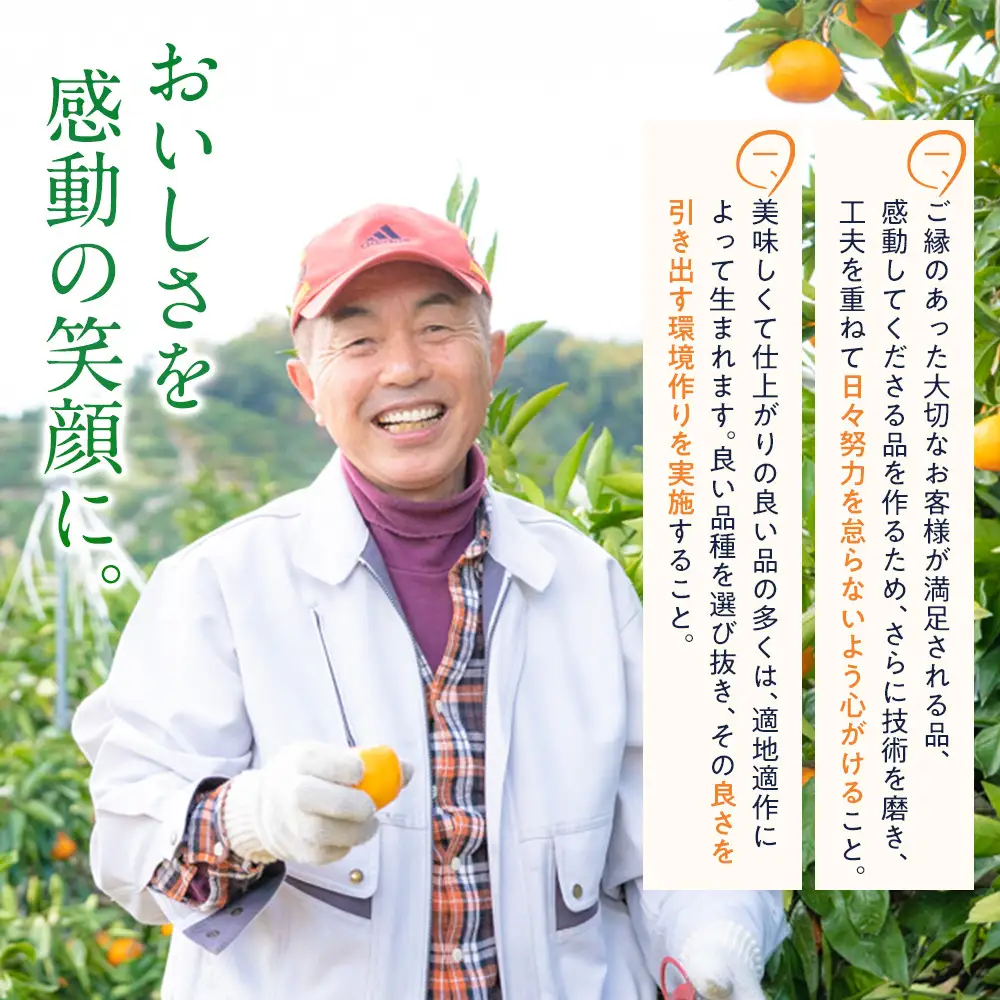 高級 有田みかん 木箱姫 32個入 秀品 M・Lサイズ