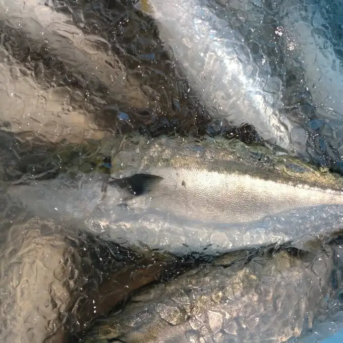室戸産天然ぶりまるごと１匹（５ｋｇ～）下処理不可