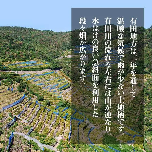 訳あり 極早生 箱込 2.5kg (内容量約 2.3kg) サイズミックス 有田みかん 和歌山県産 【みかんの会】［2026年10月上旬頃より順次発送予定］