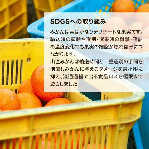 みかん 極早生 山から直送 箱込 5kg (内容量約 4.4kg) 採れたてそのままごろごろ規格 有田みかん 和歌山県産 【みかんの会】［2026年10月上旬頃より順次発送予定］