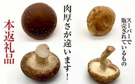 きのこ屋の肉厚なところを選んだ生しいたけ 約1kg F4D-0702