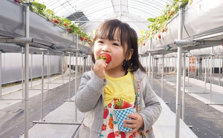 【ふるさと納税】 三田 いちごのドライフルーツ 特産 産地 健康 便利 いちご イチゴ 苺 ドライ ドライフルーツ 食品 ギフト  ふるさと納税 ふるさと 人気 おすすめ 送料無料 兵庫県 三田市 [3d28bae310004]