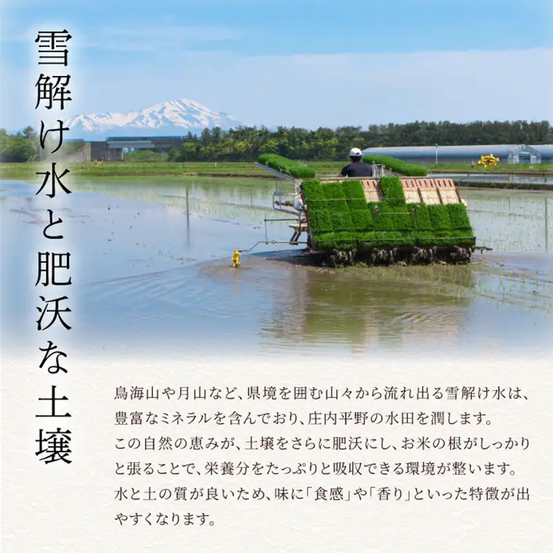 令和7年産　雪若丸 精米 5kg×1袋　庄内観光物産館