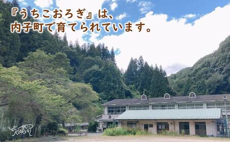 イエコオロギパウダー コオロギ黒カレー4個セット BKBN001 カレー