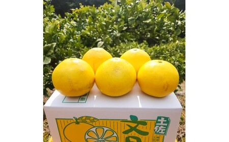 【先行予約】石元農園の土佐文旦 家庭用 約5キロ（7～12玉）〈2027年2月～発送〉期間限定 土佐文旦 文旦 5kg ブンタン ぶんたん 果物 柑橘 フルーツ 高知県産 家庭用 おいしい【石元農園】 [BQBH001]