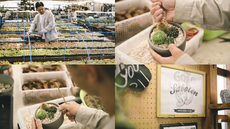 多治見市×春日井市コラボ 【美濃焼】 陶芸家「鈴木徹」植木鉢 S × 【日本有数のサボテン産地】 春日井市の名店 後藤サボテン 