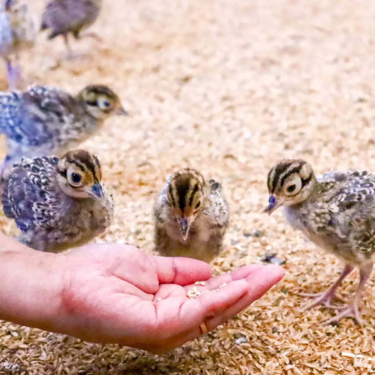 【きじ肉】きじ重４人前
