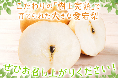 【数量限定】梨 愛宕梨 大玉2玉 期間限定 先行予約 ≪2026年 11月上旬頃より順次出荷≫ 樹上完熟  日本一大きな梨 フルーツ 松木果樹園 