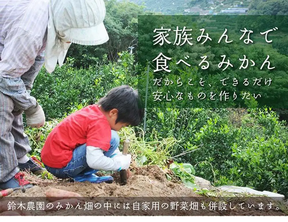 早生みかん 5kg SMLサイズ 和歌山県海南市鈴木農園から直送 早生みかん 贈答