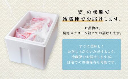 紅ズワイガニ  冷蔵 訳あり 3kg【安田水産】