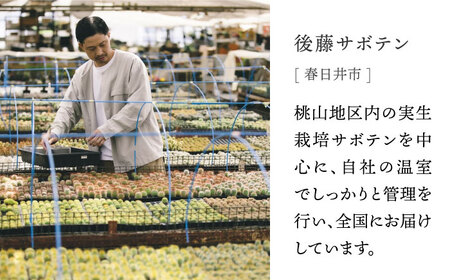 多治見市×春日井市コラボ 【美濃焼】 陶芸家「鈴木徹」 植木鉢 L × 【日本有数のサボテンの生産地】 春日井市の名店 後藤サボテン 【井澤コーポレーション】[TBP178]